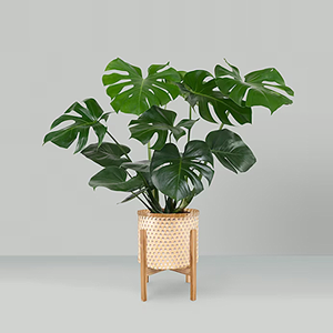 icon زهور وأشجار صناعية